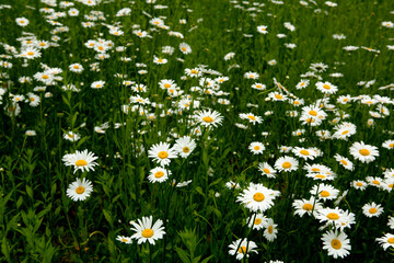 field of daisies