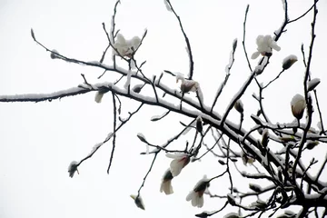 Fotobehang snow falls on magnolia flowers © ccarax