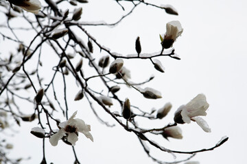 snow falls on magnolia flowers