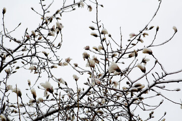 snow falls on magnolia flowers