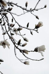 snow falls on magnolia flowers