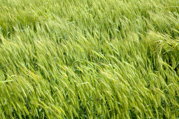 view of the barley field in spring