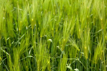 view of the barley field in spring