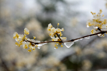 snows in the spring when the flowers bloom