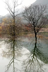 Foto auf Leinwand trees on a lake © ccarax