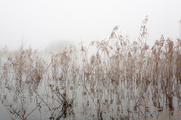 a lake in fog