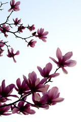 Obraz premium purple magnolia flowers