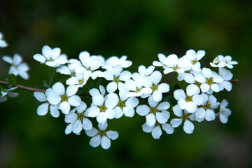flowers of the bridal wreath