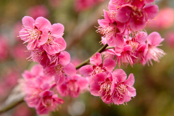 ume flower blossoms