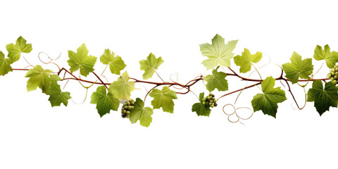 Grape leaves vine plant branch with tendrils in vineyard isolated on white or transparent background