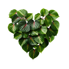 Heart shaped bicolor leaves of Philodendron plowmanii isolated on white or transparent background