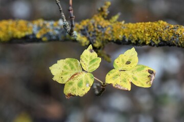 birch buds in spring