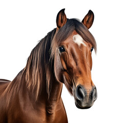 Obraz premium Horse face shot isolated on white or transparent background