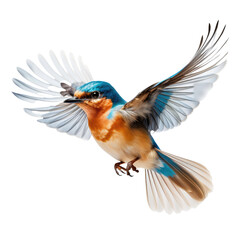 kingfisher in flight isolated on white or transparent background