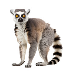 Fototapeta premium Lemur standing isolated on white or transparent background
