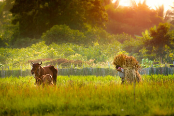 A farmer and cows in rural Thailand. Thai farmers cut grass and carry it on their backs to feed...