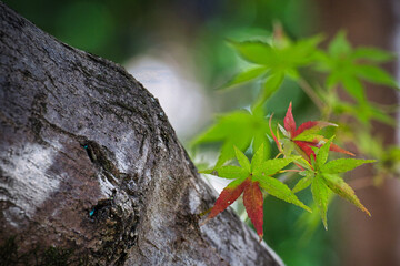 緑色から赤色へと紅葉する途中のもみじ