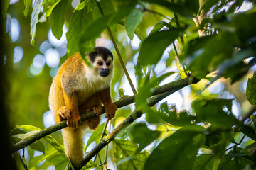 Squirrel monkey (Saimiri oerstedii) in Corcovado National Park (Costa Rica)