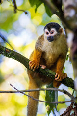 Naklejka na ściany i meble Squirrel monkey (Saimiri oerstedii) in Corcovado National Park (Costa Rica)
