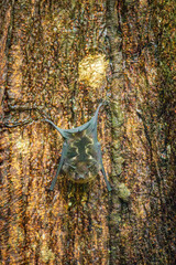Bat in a tree of Corcovado National Park (Costa Rica)