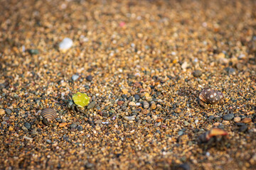 Green hermit crab in a beach of Drake bay (Costa Rica)