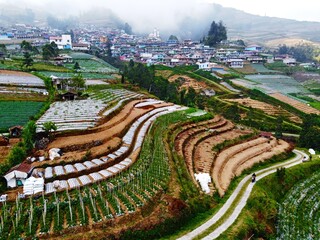 The beauty of the landscape Leek and vegetable plantations and architecture of the arrangement of...