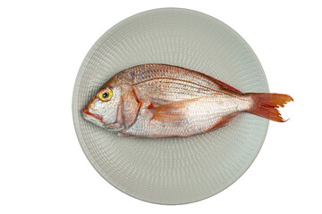 Snapper fish