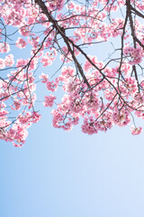 早咲きの桜