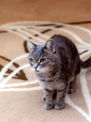 A domestic gray cat in a room on the background of a carpet on the floor