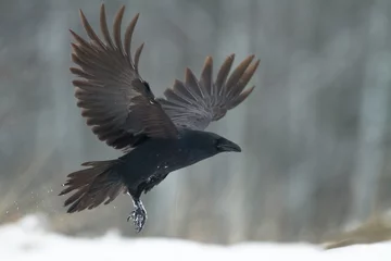 Photo sur Plexiglas Europe du nord Bird beautiful raven Corvus corax North Poland Europe