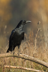 Bird beautiful raven Corvus corax North Poland Europe