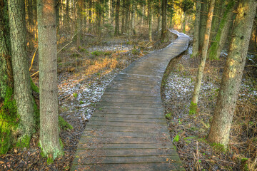 Landscape winter old forest, Poland Europe, trees and road,  small path between trees