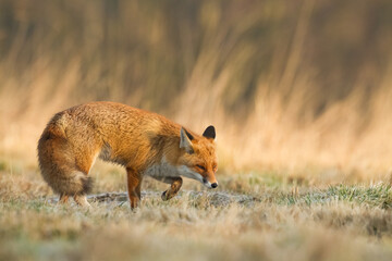 Fox Vulpes vulpes in natural scenery, Poland Europe, animal walking among meadow