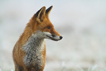 Fox Vulpes vulpes in natural scenery, Poland Europe, animal walking among meadow