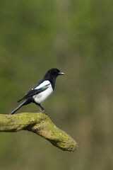 Flying bird Eurasian Magpie or Common Magpie or Pica pica with colorful background