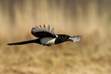 Flying bird Eurasian Magpie or Common Magpie or Pica pica with colorful background