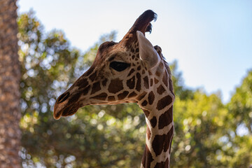 portrait of giraffe