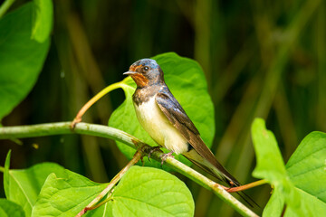 Close-up of the barn swallow (Hirundo rustica)