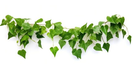 Plant vine green ivy leaves tropic hanging, climbing isolated on white background. Clipping path - obrazy, fototapety, plakaty