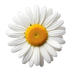Daisy Isolated on Transparent or White Background, PNG