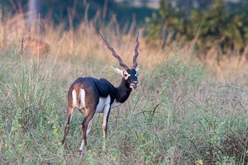 Hirschziegenantilope in Indien