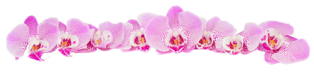 row of pink  orchid flowers