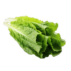 Romaine Lettuce Isolated Isolated on Transparent or White Background, PNG