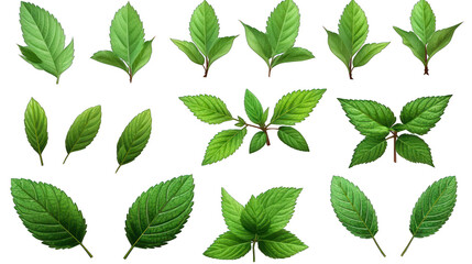 Set of Mint Leaves Isolated on Transparent or White Background, PNG - obrazy, fototapety, plakaty