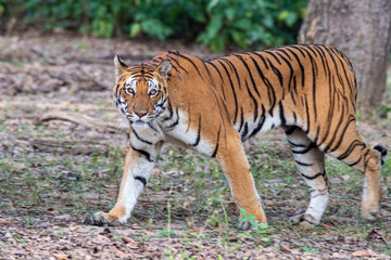 Tigerin auf der Jagd