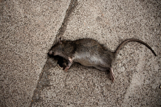 a dead rat on the paving stones lies in the middle of the asphalt road. Their corpses litter the surrounding area and emit an unpleasant odor.