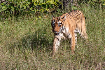 Tiger im indischen Busch