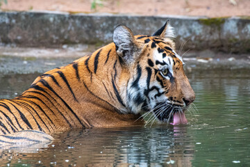 Tigerin im Wasser