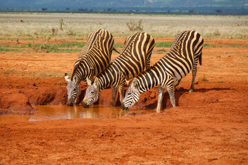  Zebra im Nationalpark Tsavo Ost, Tsavo West und Amboseli in Kenia