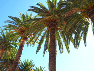 Obraz premium group of palm trees with orange dates isolated with blue sky